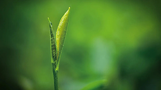 這片樹葉，改變了世界！