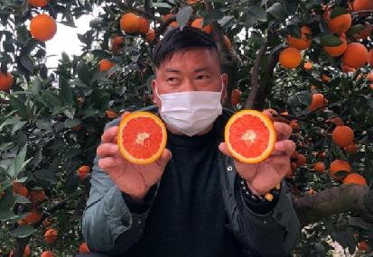 【科技戰疫】為湖北農民加油！首批秭歸臍橙已上架淘寶