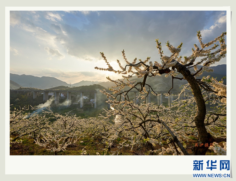 李花白，彩霞紅，春意濃
