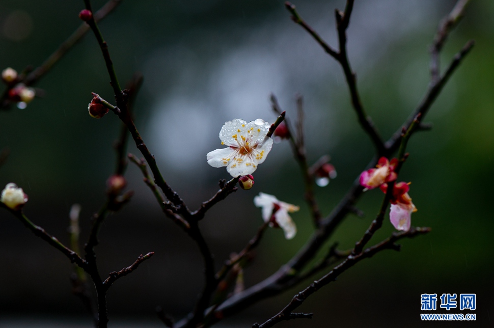 疏影橫斜，暗香浮動