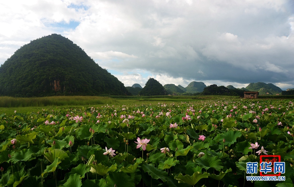 一生一世，萬畝荷花