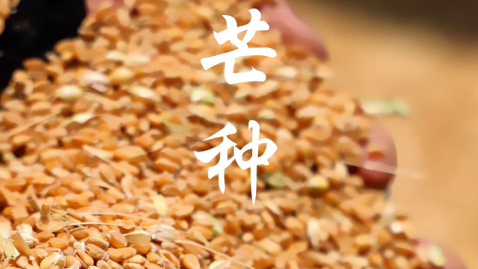 芒種！祝你收獲滿滿