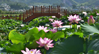 云南雙江：荷花盛開 產業示范基地成為旅游網紅打卡地