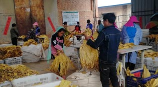 云南雙江邦丙鄉做好烤煙產業收尾工作