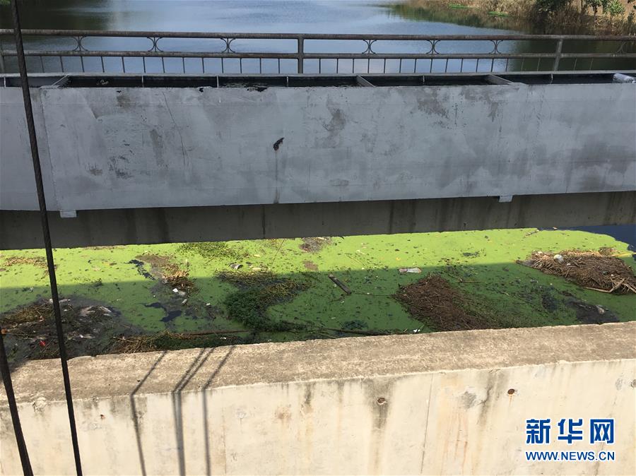 （新華視點·圖文互動）（2）上游洪水來襲下游魚蟹死亡，泄洪為何變泄污？