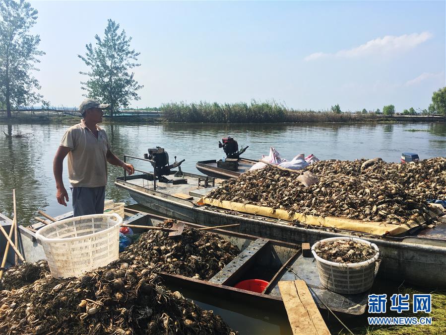（新華視點·圖文互動）（1）上游洪水來襲下游魚蟹死亡，泄洪為何變泄污？