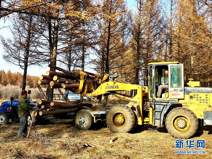 （新華全媒頭條·圖文互動）（7）那一抹綠色，走進越來越多人心里——河北塞罕壩續寫新時代綠色傳奇