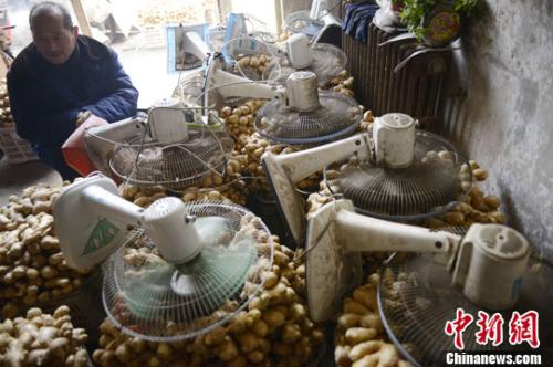 資料圖：山西太原蔬菜批發市場，姜販用多臺電風扇風干新鮮潮濕的生姜。<a target='_blank' ><p  align=