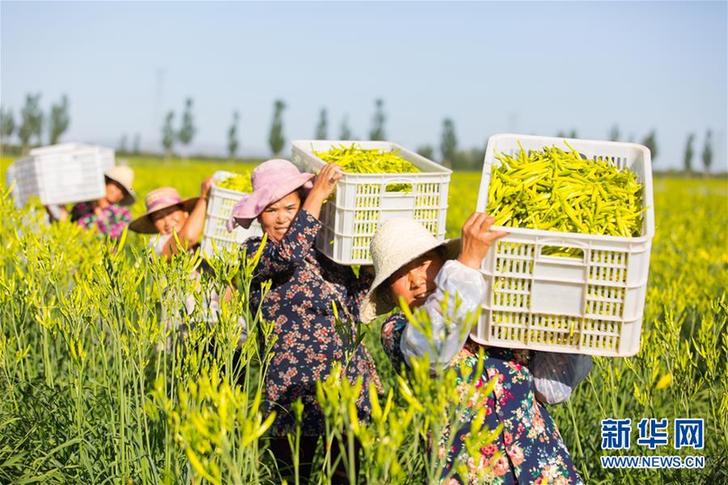 （在習近平新時代中國特色社會主義思想指引下——新時代新作為新篇章·鄉村振興戰略·圖文互動）（1）一株忘憂草，萬家喜眉梢——山西省大同市云州區黃花產業扶貧觀察