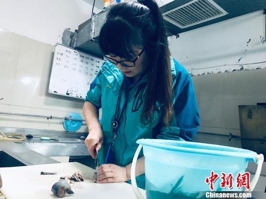于雅麗在餌料操作間，準備著動物們的食物?！“瑧c龍 攝