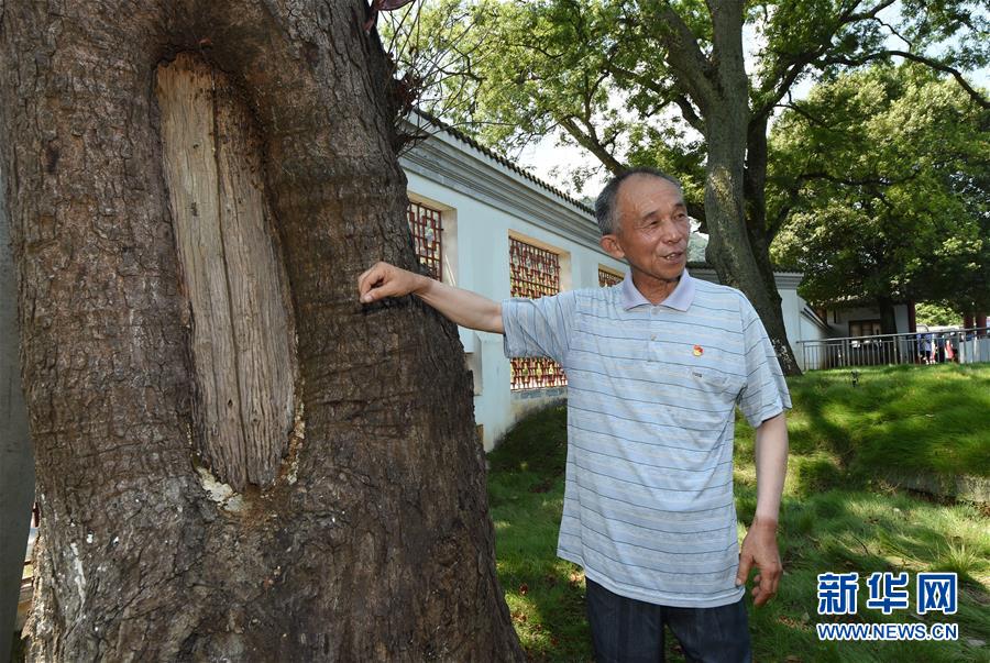 （壯麗70年·奮斗新時代——記者再走長征路·圖文互動）（2）“紅軍樹”下憶初心、守初心