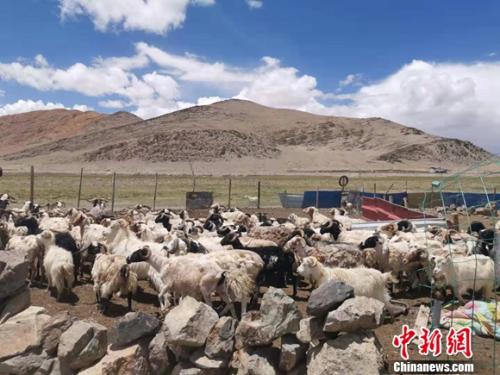 圖為羊群正從羊圈里出來。 謝藝觀 攝