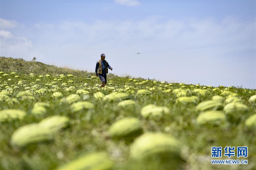 （壯麗70年&middot;奮斗新時代&mdash;&mdash;共和國發展成就巡禮&middot;圖文互動）（4）生態美、百姓富&mdash;&mdash;品讀嶄新&ldquo;寧夏畫卷&rdquo;