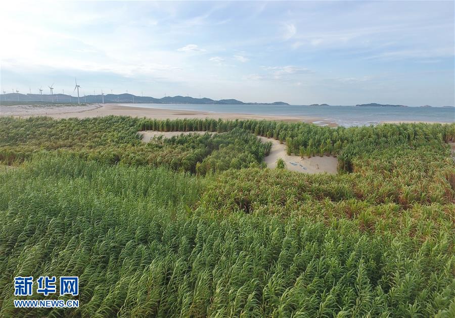 （不忘初心、牢記使命·圖文互動）（2）拳拳寸草心 濃濃報國情——記“菌草之父”林占熺