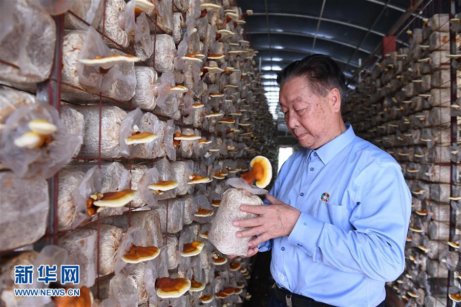 （不忘初心、牢記使命·圖文互動）（1）拳拳寸草心 濃濃報國情——記“菌草之父”林占熺