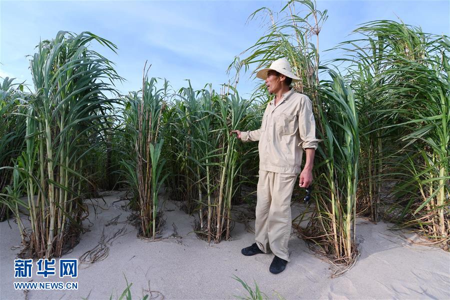 （不忘初心、牢記使命·圖文互動）（3）拳拳寸草心 濃濃報國情——記“菌草之父”林占熺