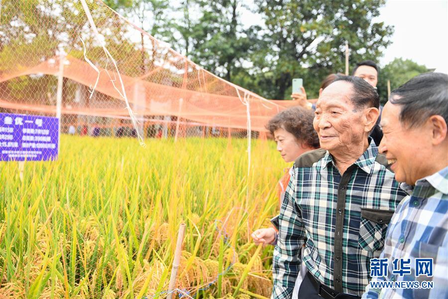 （圖文互動）（4）1046.3公斤！袁隆平第三代雜交水稻首次公開測產