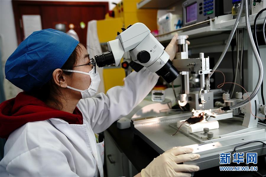 （圖文互動）（2）攻擊行為如何被大腦控制？科學家在小鼠大腦中發現“調節開關”