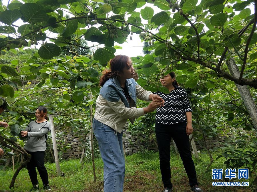 （新華全媒頭條·圖文互動）（10）初夏，循著總書記的腳步探訪產業扶貧新事
