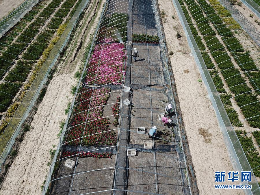 （新華全媒頭條·走向我們的小康生活·圖文互動）（1）“苦甲”不再，“甘味”綿長——脫貧攻堅的甘肅味道