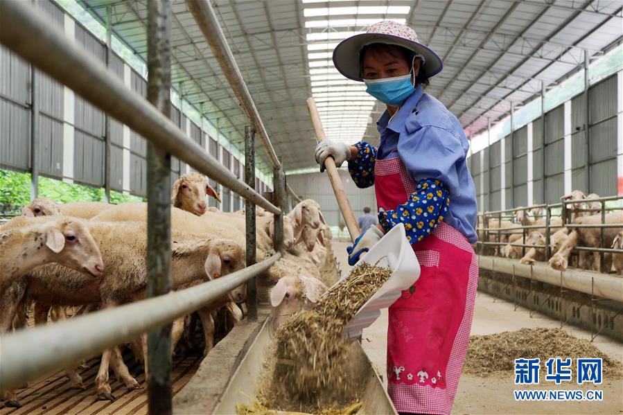 （決戰決勝脫貧攻堅·圖文互動）（1）同飲一江水 攜手“斬窮根”——深圳對口廣西河池、百色扶貧協作見聞