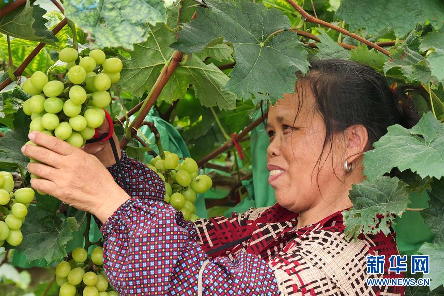 （決戰決勝脫貧攻堅·圖文互動）（2）同飲一江水 攜手“斬窮根”——深圳對口廣西河池、百色扶貧協作見聞