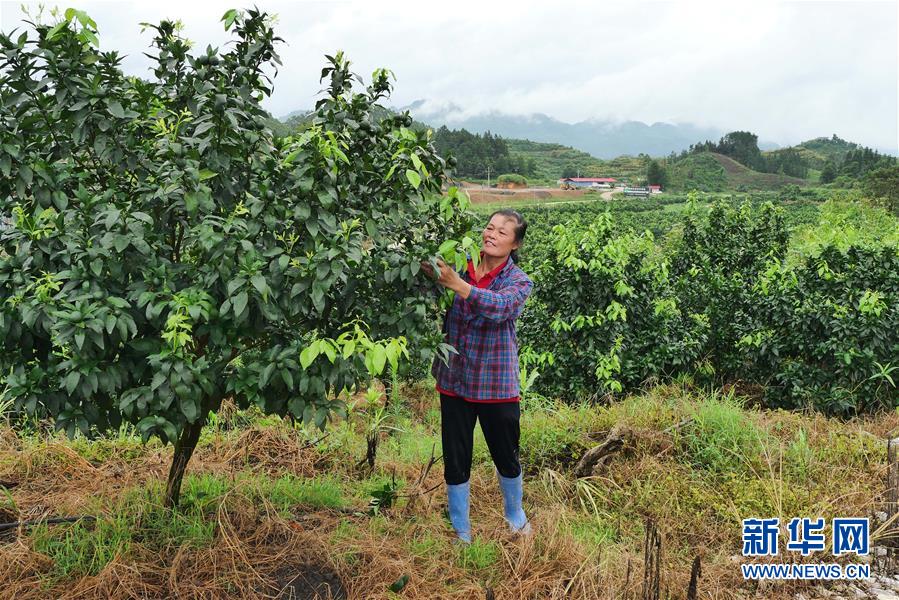 （決戰決勝脫貧攻堅·圖文互動）（10）同飲一江水 攜手“斬窮根”——深圳對口廣西河池、百色扶貧協作見聞