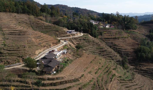 &ldquo;浙江親人&rdquo;請心安 白茶苗已種滿山