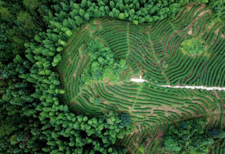 福建龍巖：高效用地，提升生態環境水平