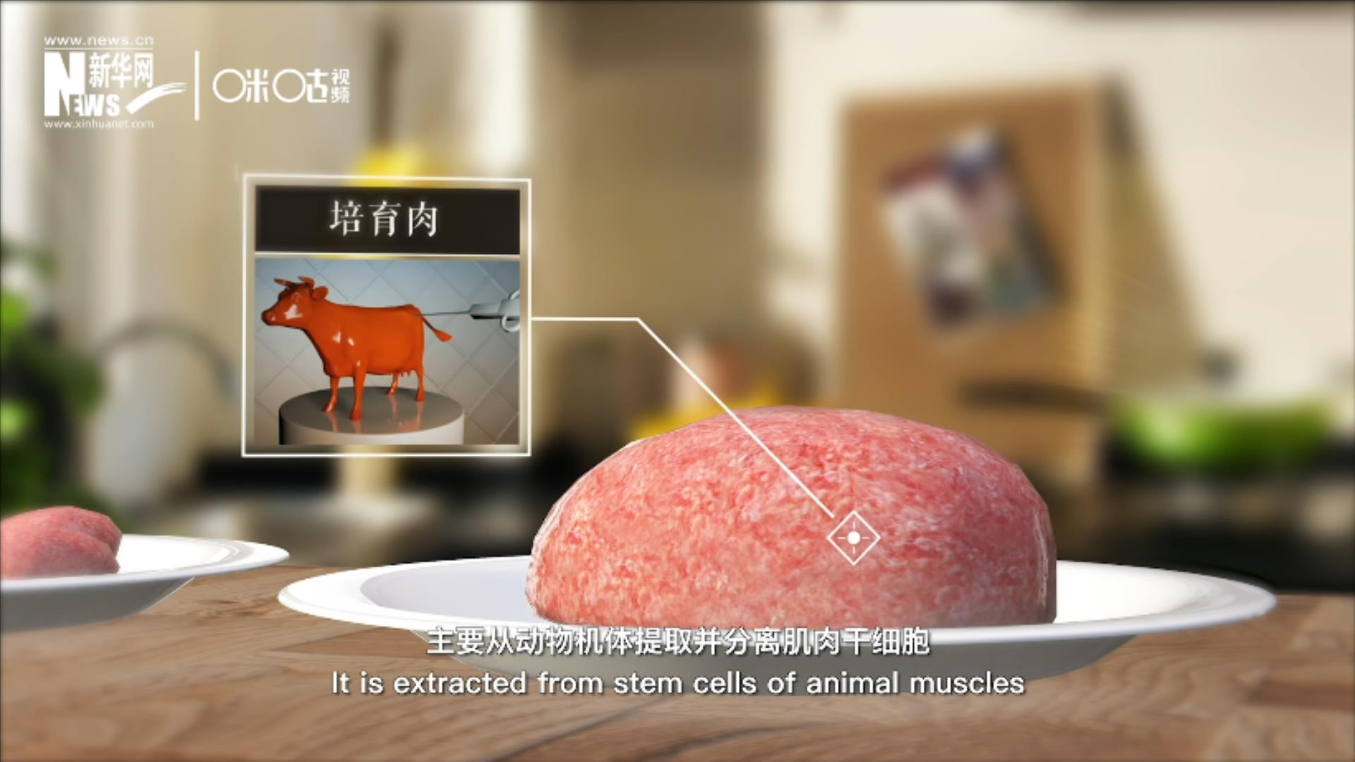 培育肉主要是從動物機體提取并分離肌肉干細胞，在實驗室里培養而成