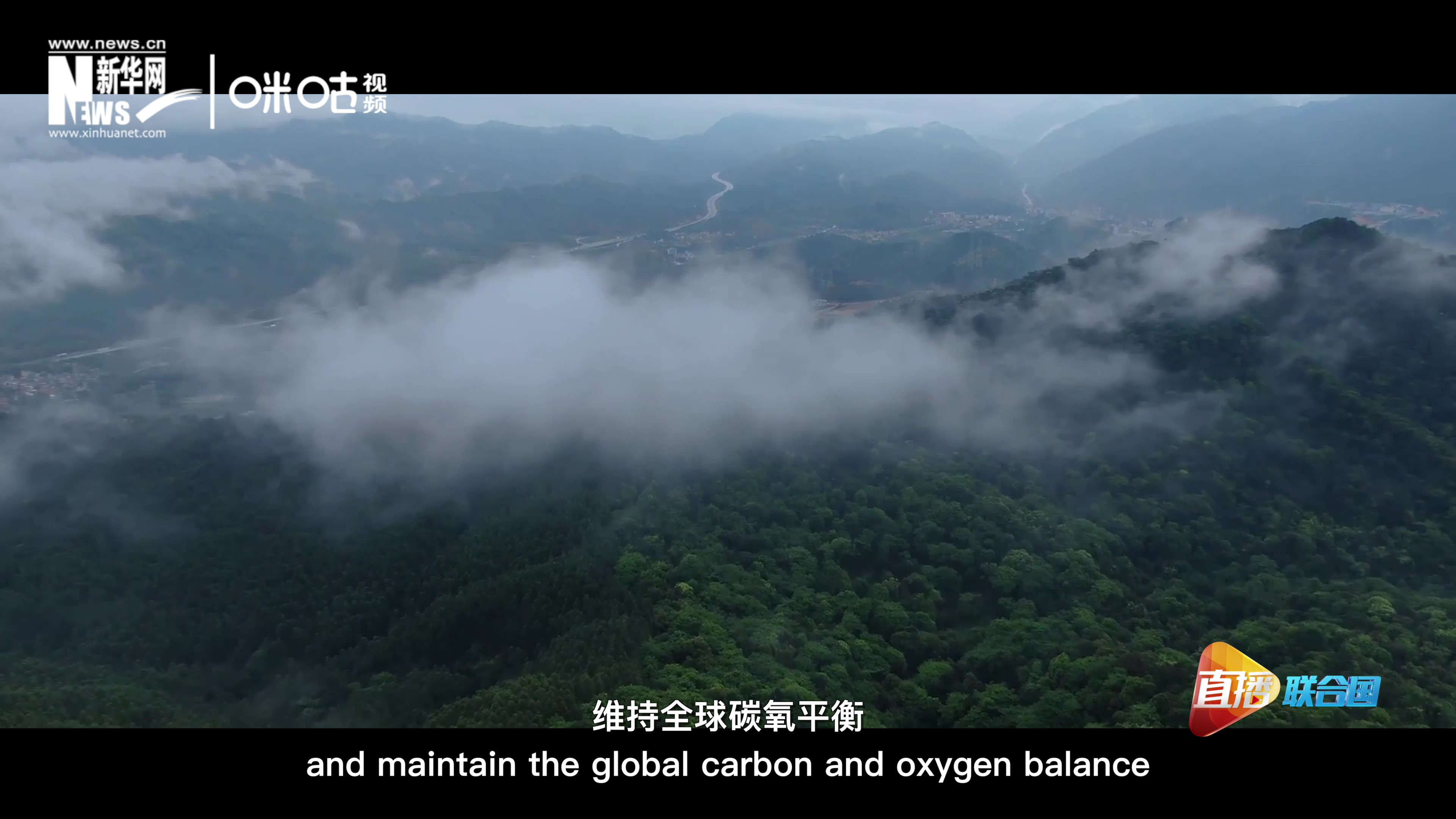 森林的碳匯可以協助減緩氣候變化，維持全球碳氧平衡