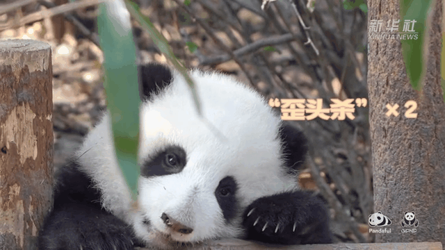 請注意，前方有滾滾發起近距離“歪頭殺”