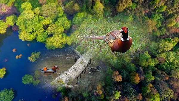 世界地球日丨神奇珍稀動物在哪里？車八嶺國家級自然保護區走一波