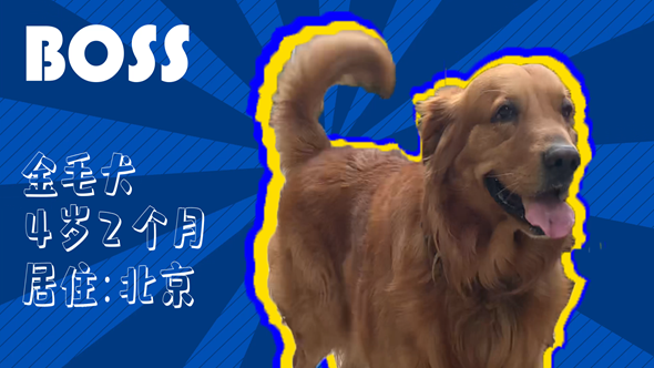 有效拴繩&科學遛狗——如何文明養犬？“撿屎官”們快看過來！