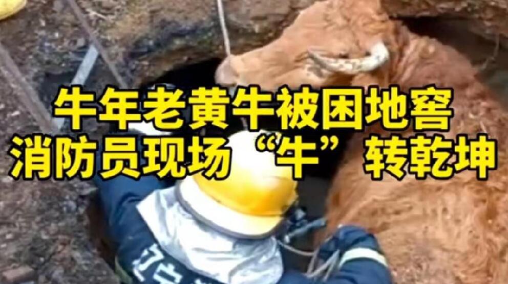 牛年老黃牛被困地窖，消防員現場“牛”轉乾坤！