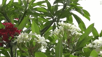 云南西雙版納：雞蛋花盛開！帶你看看一樹多花的奇觀