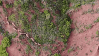 “象”往何方？ 象群正翻山南行 當地有序疏散群眾