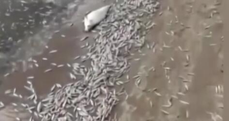 調查！藍綠藻暴發 俄多地魚類大規模死亡