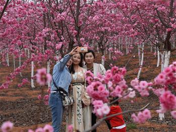 櫻花漫山，一份14年的等待